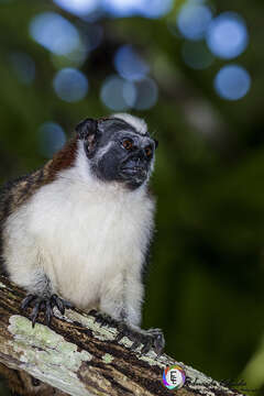 Image of Geoffroy's tamarin