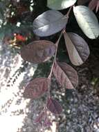 صورة Loropetalum