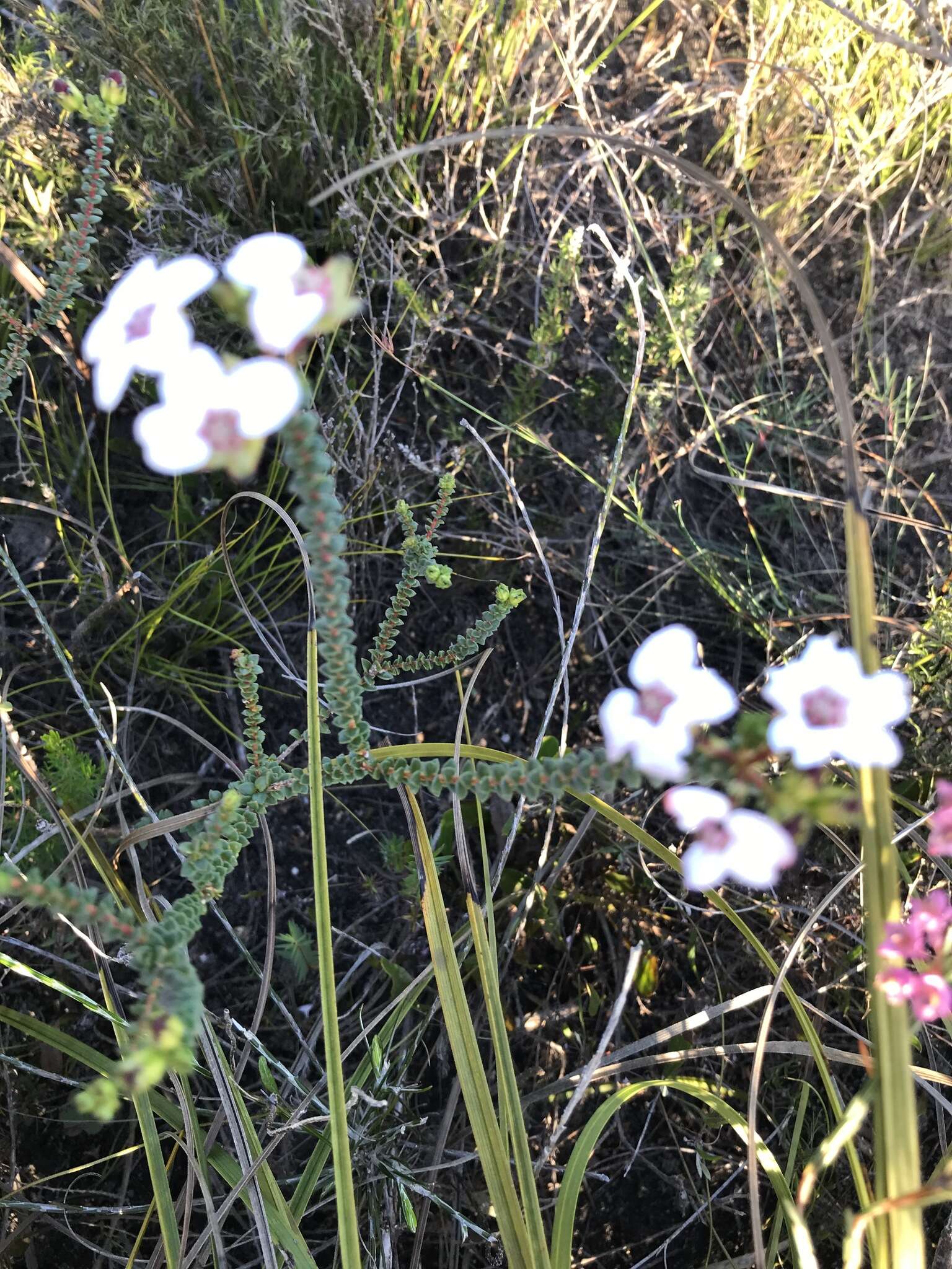 Image of Adenandra brachyphylla Schltdl.