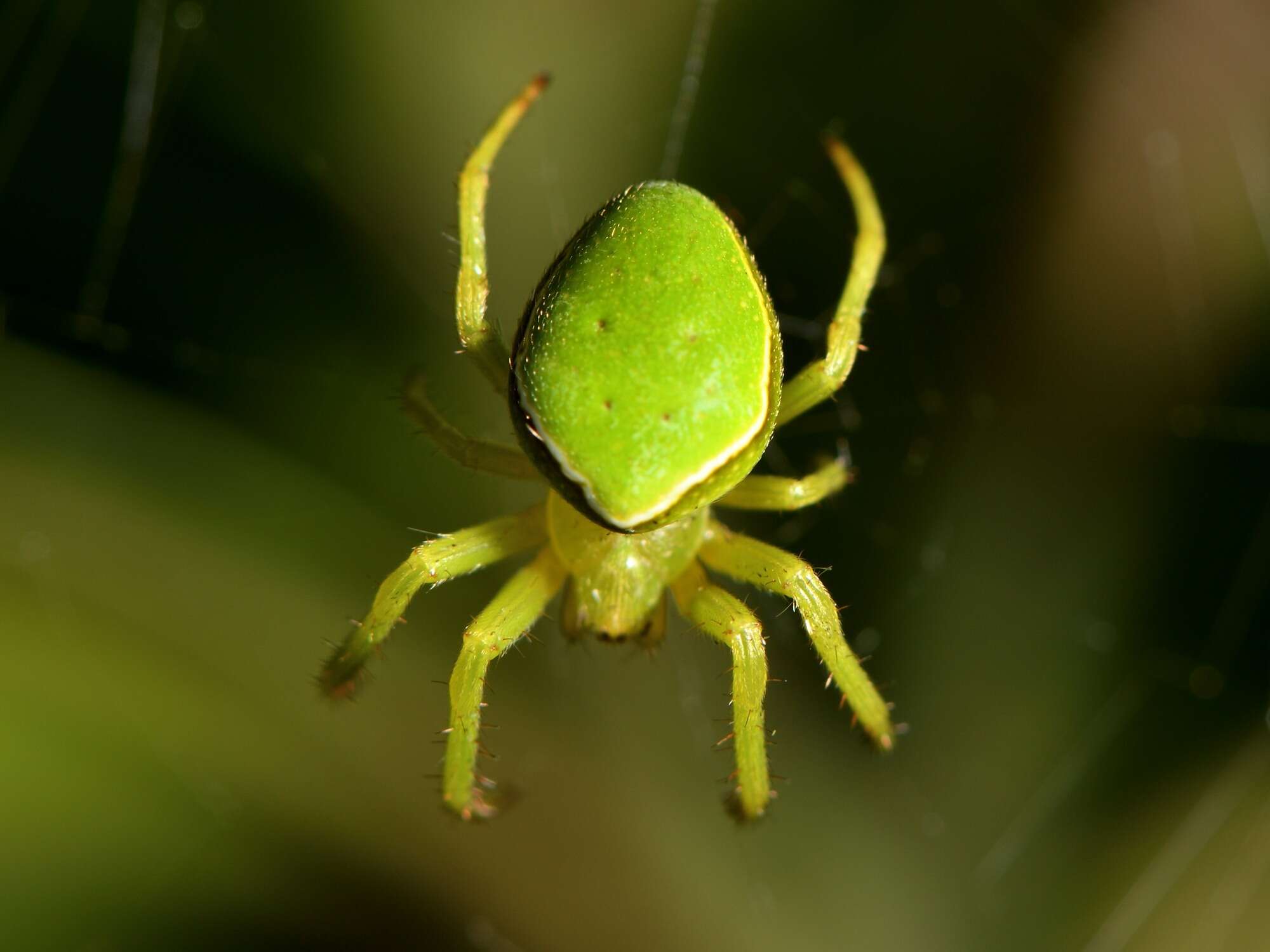 Image de Colaranea viriditas (Urquhart 1887)