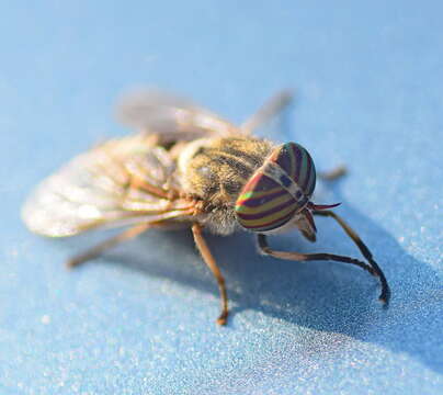 Image of downland horsefly