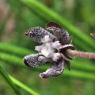 Schizoglossum bidens subsp. hirtum F. K. Kupicha的圖片