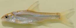 Image of Longbeard barb