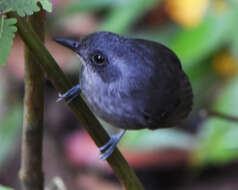 Image of Plain Antvireo