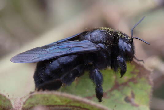 Imagem de Xylocopa darwini Cockerell 1926