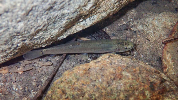 Image of Flat-headed loach