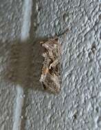 Image of Alfalfa Looper Moth