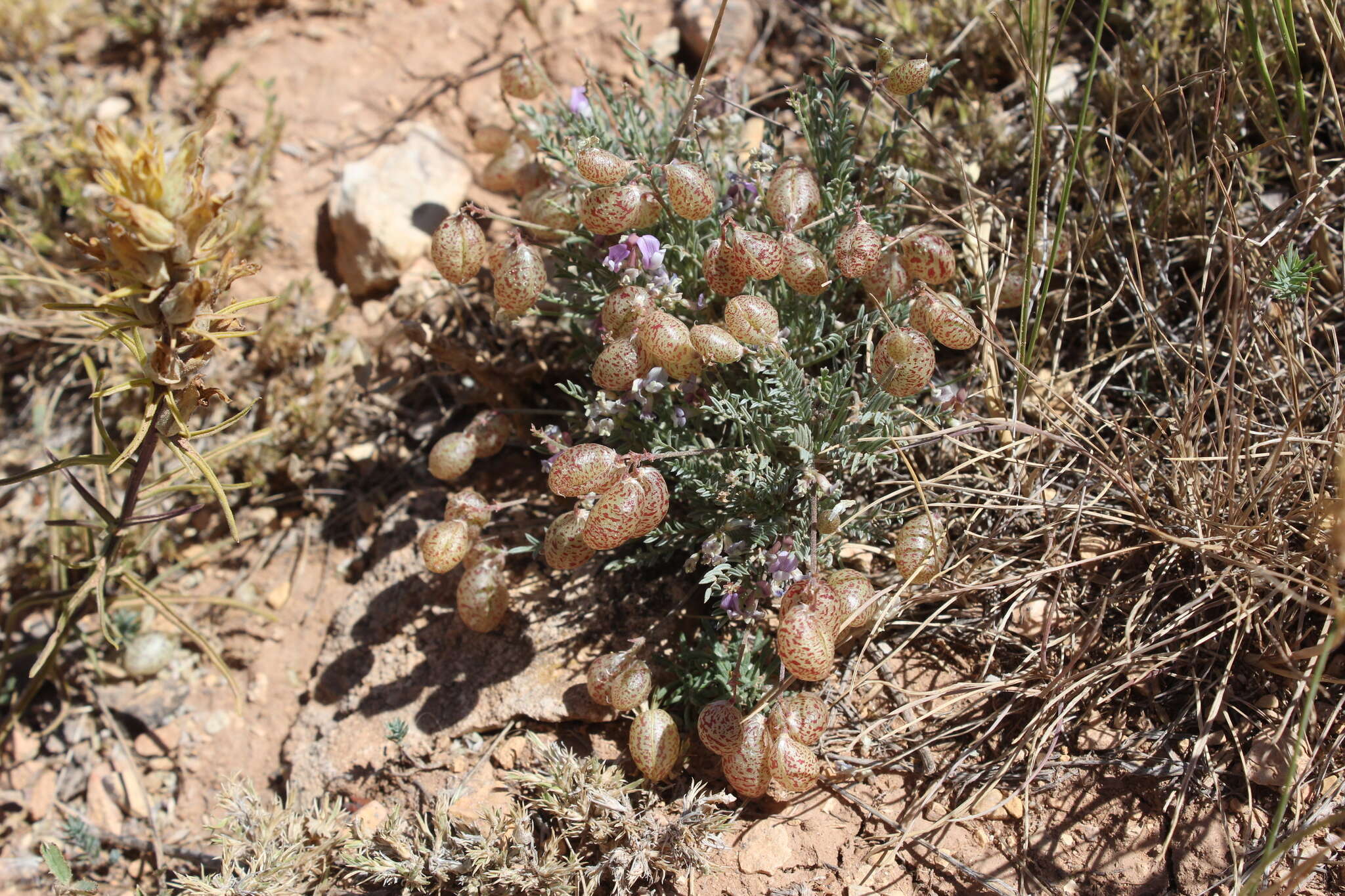 Sivun Astragalus jejunus S. Wats. kuva