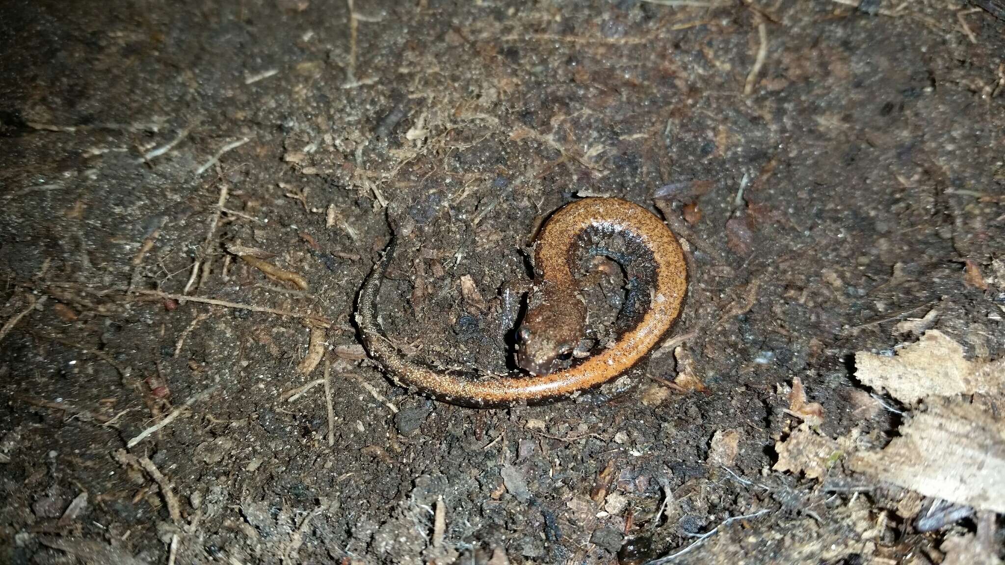 Image of Southern Redback Salamander