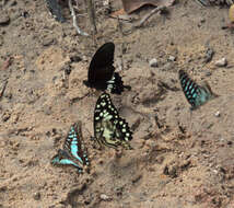 Image de Graphium arycles (Boisduval 1836)