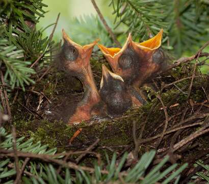 Image of Bicknell's thrush