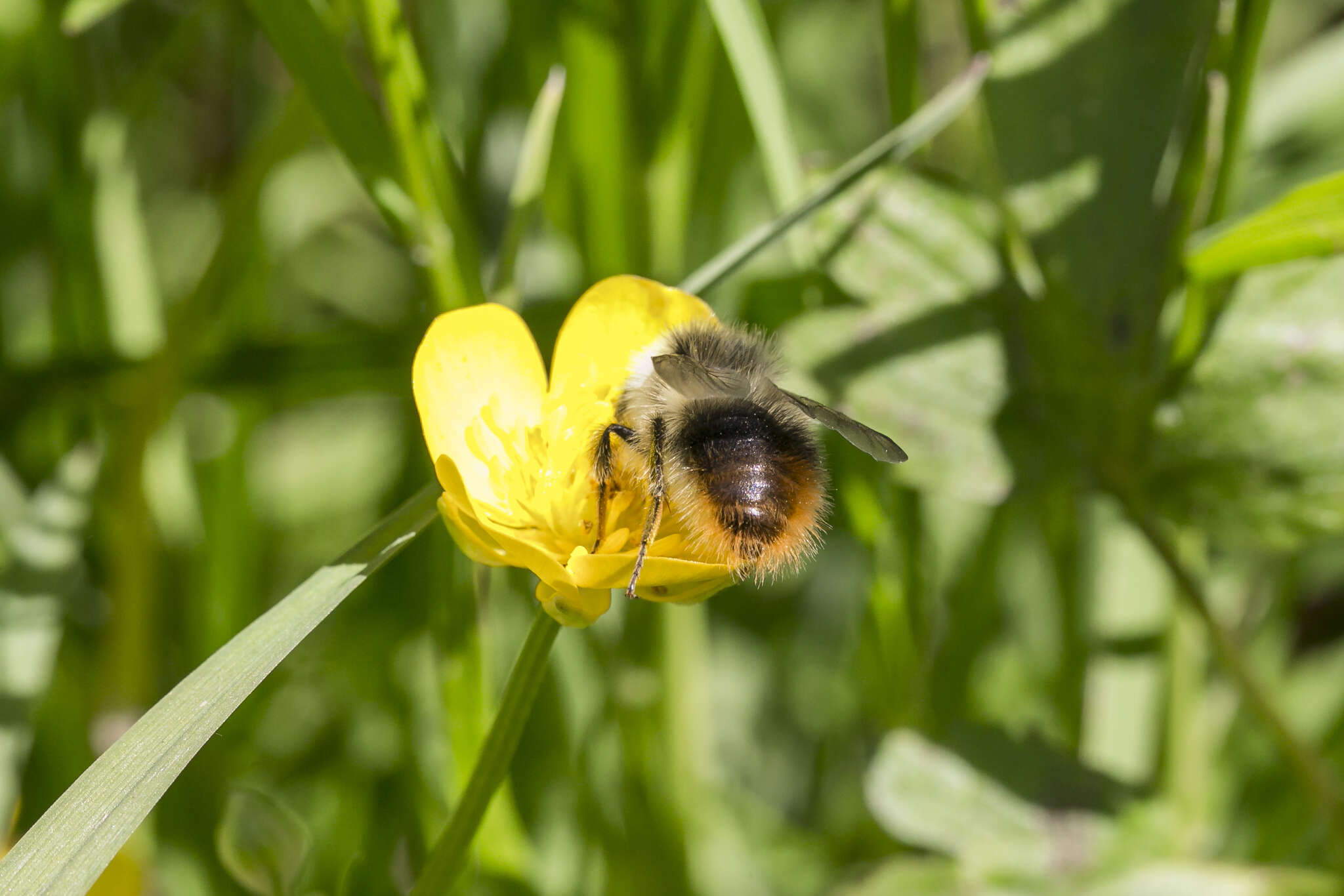 Image of Bombus pyrenaeus Pérez 1879