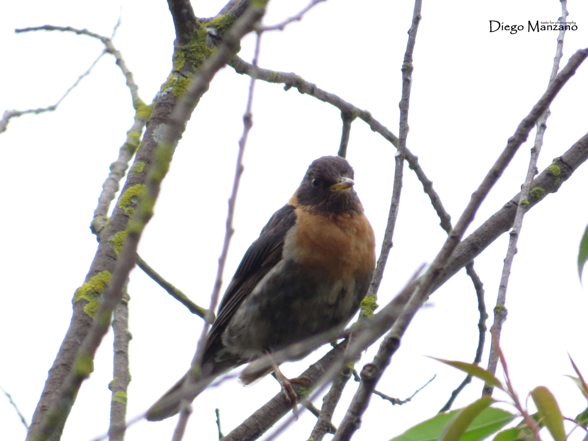 Image of Rufous-collared Robin