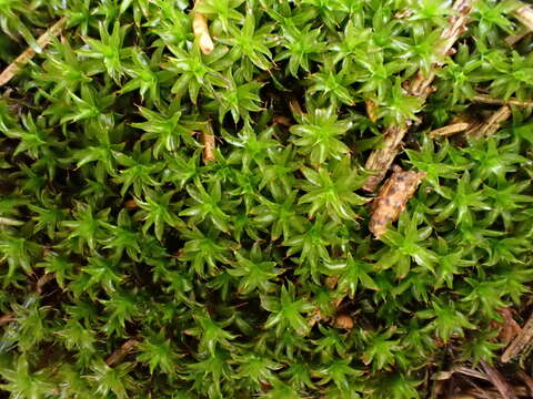 Image of Syntrichia norvegica Weber 1804