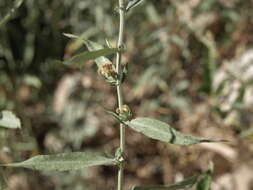 Image of white sagebrush