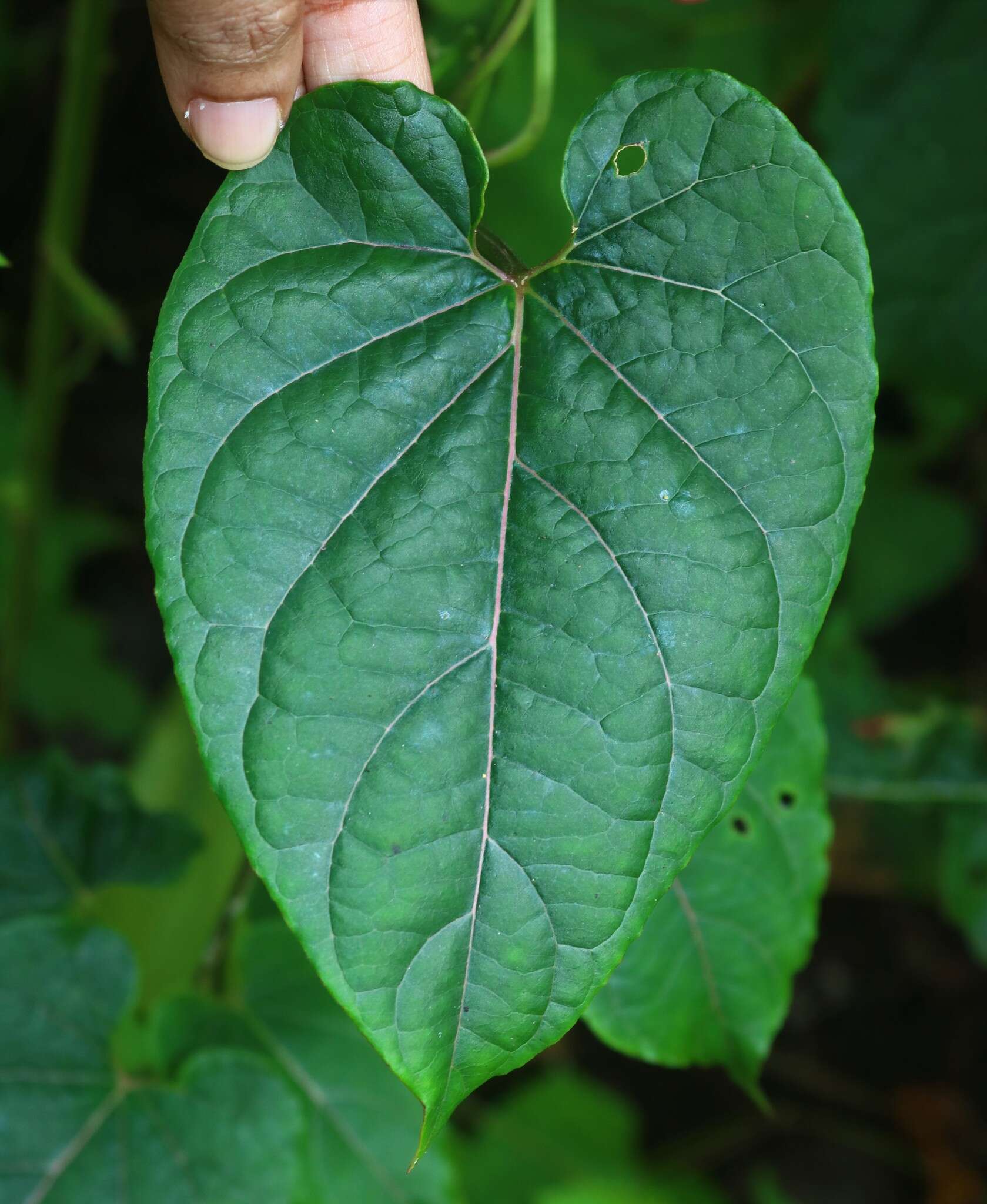 Image of Cynanchum annulare (Roxb.) Heyne ex Wight