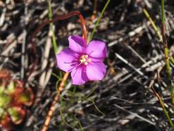 Drosera xerophila的圖片