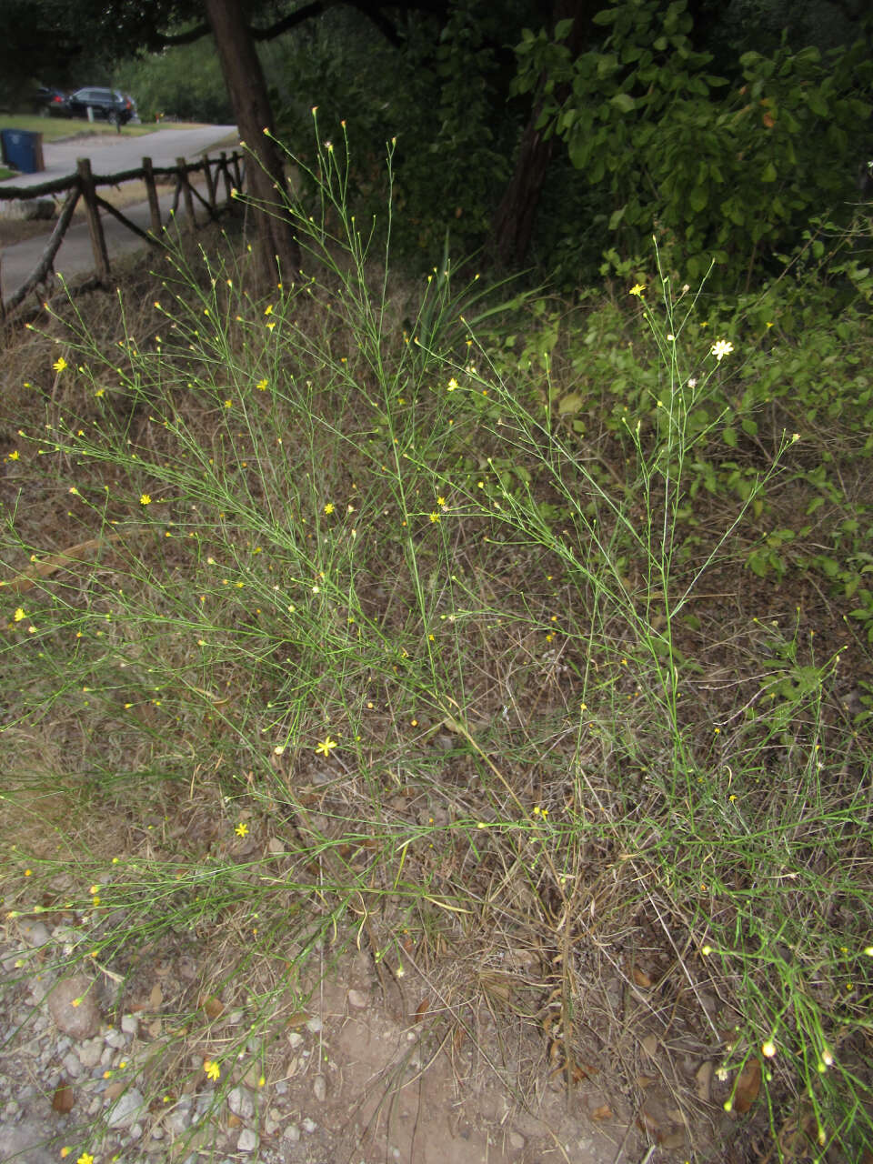 Image of broomweed