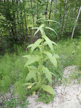 Слика од Cirsium helenioides (L.) Hill