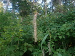 Plancia ëd Elymus canadensis L.