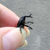 Image of Sisal Weevil