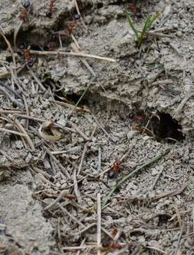 Image of Allegheny Mound Ant