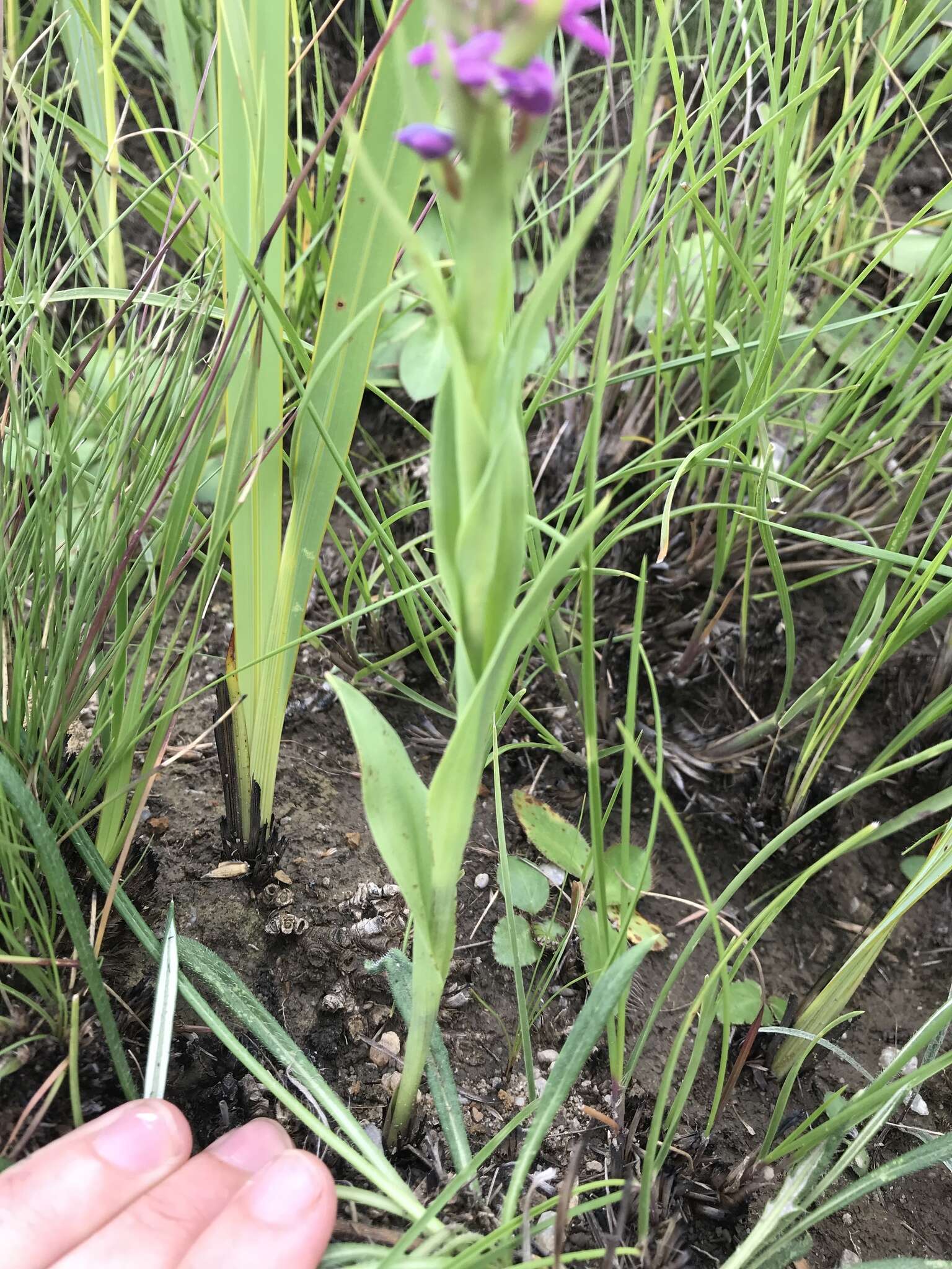 Image of Disa stachyoides Rchb. fil.