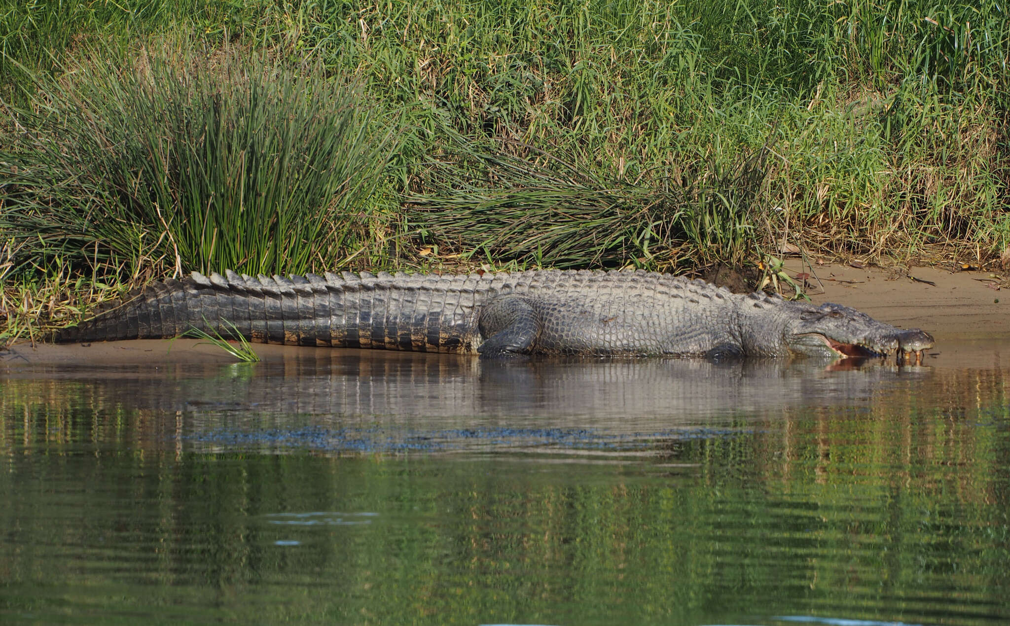 Image of Estuarine Crocodile