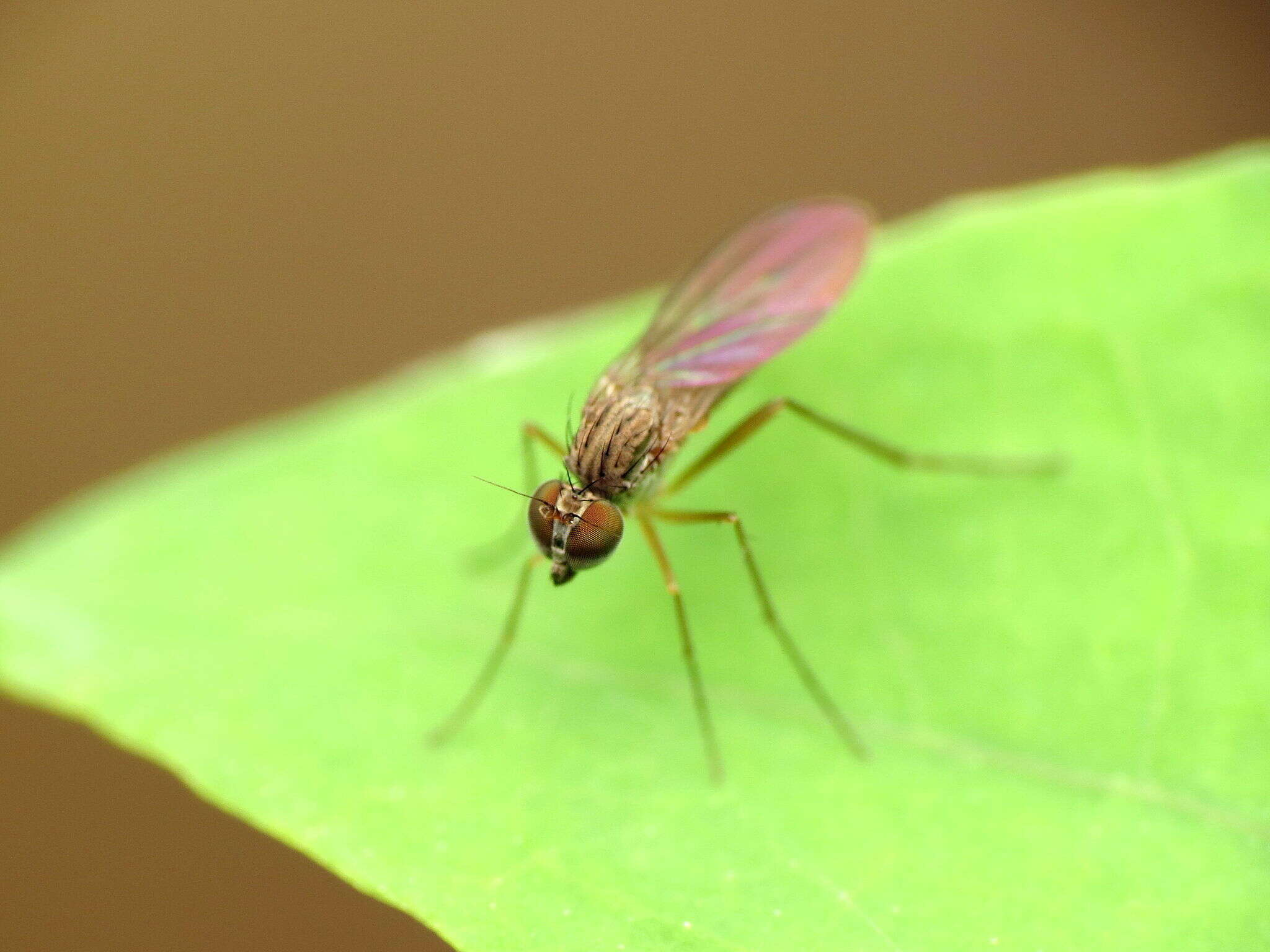 Imagem de Sympycnus lineatus Loew 1861