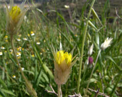 Image de Catananche lutea L.