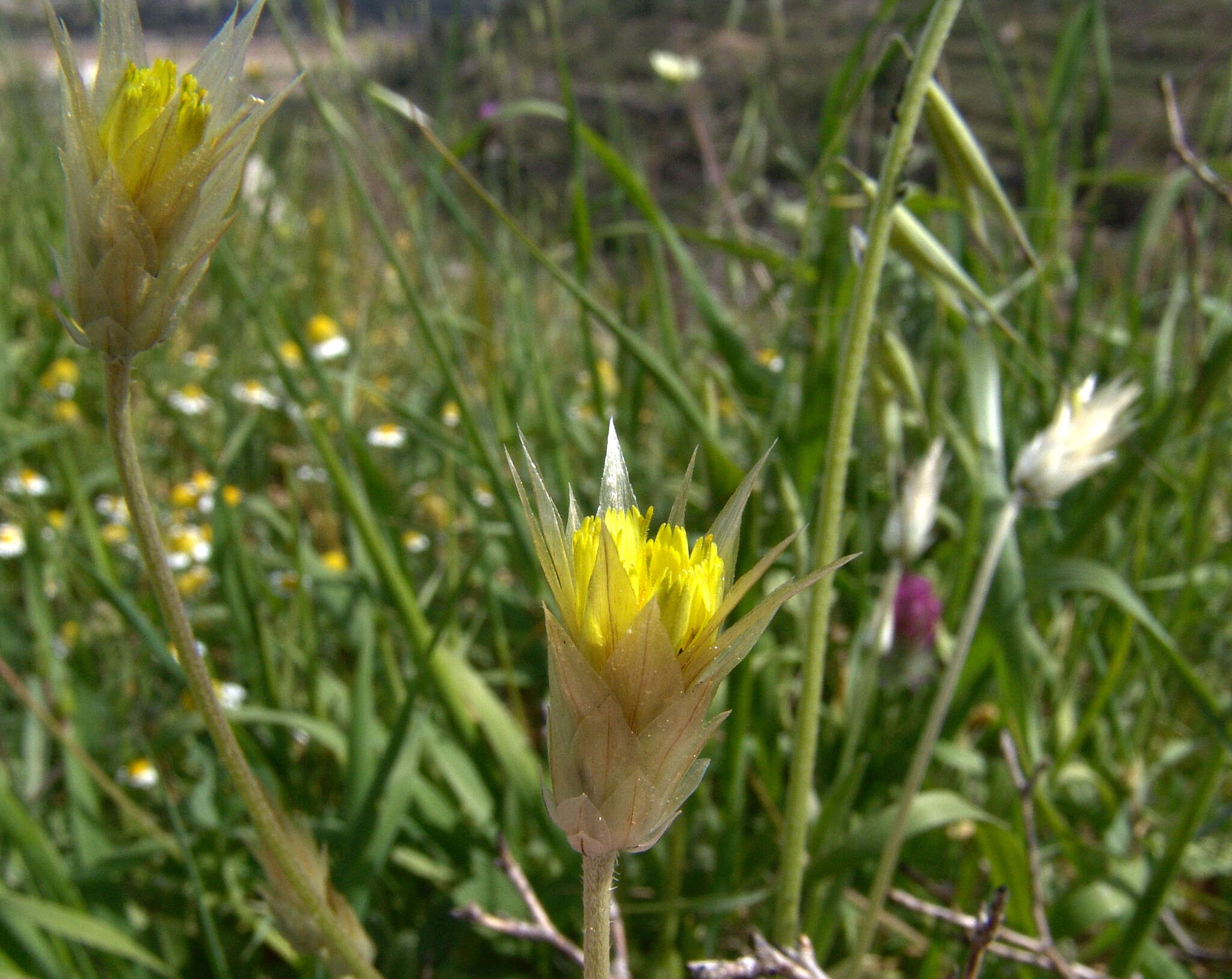 Image de Catananche lutea L.