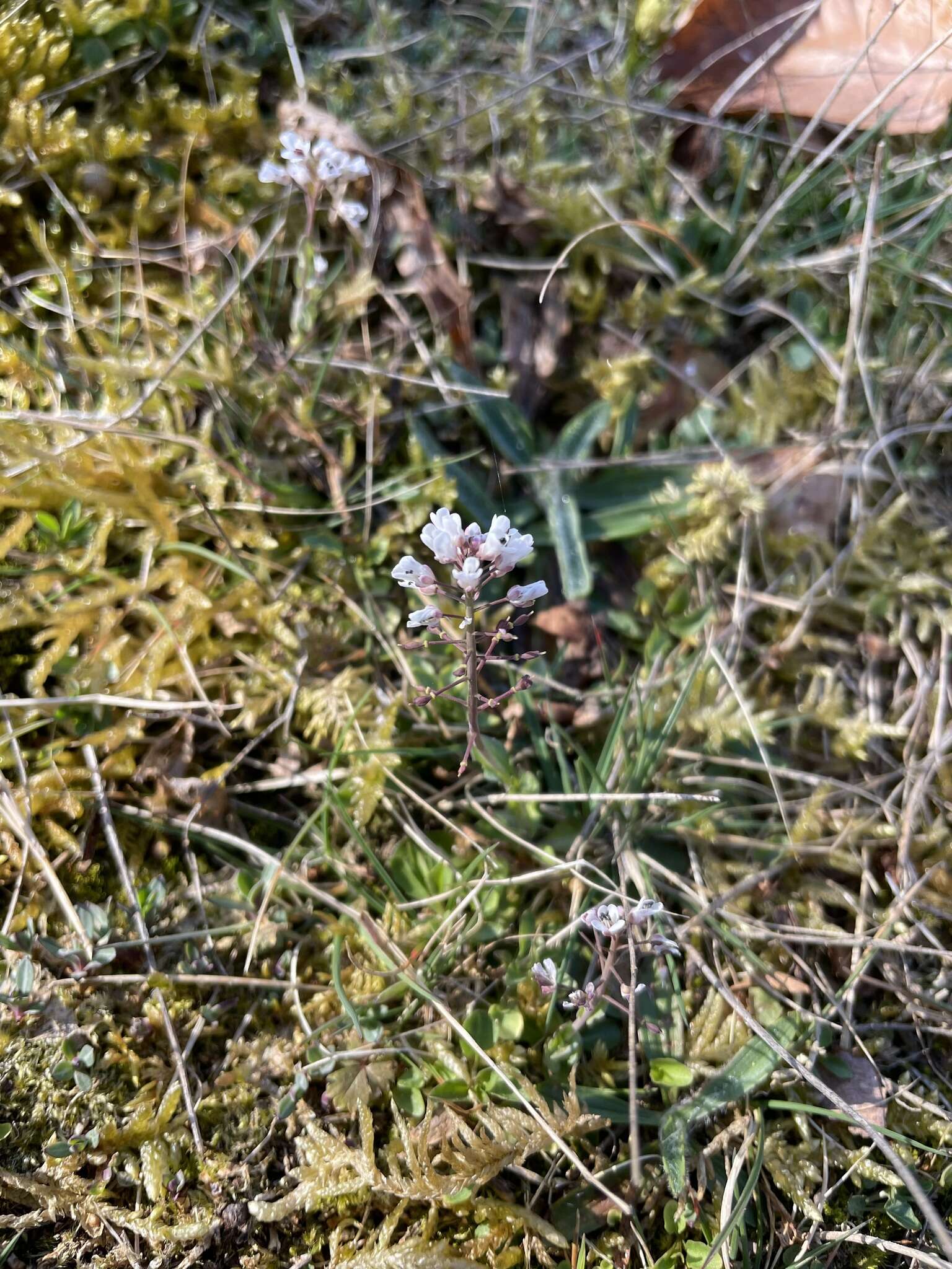 Image of Noccaea caerulescens subsp. calaminaris (Lej.) Holub