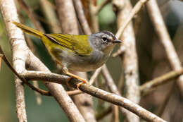 Слика од Myiothlypis leucoblephara (Vieillot 1817)