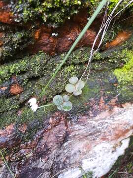 Image of <i>Crassula <i>capensis</i></i> var. capensis