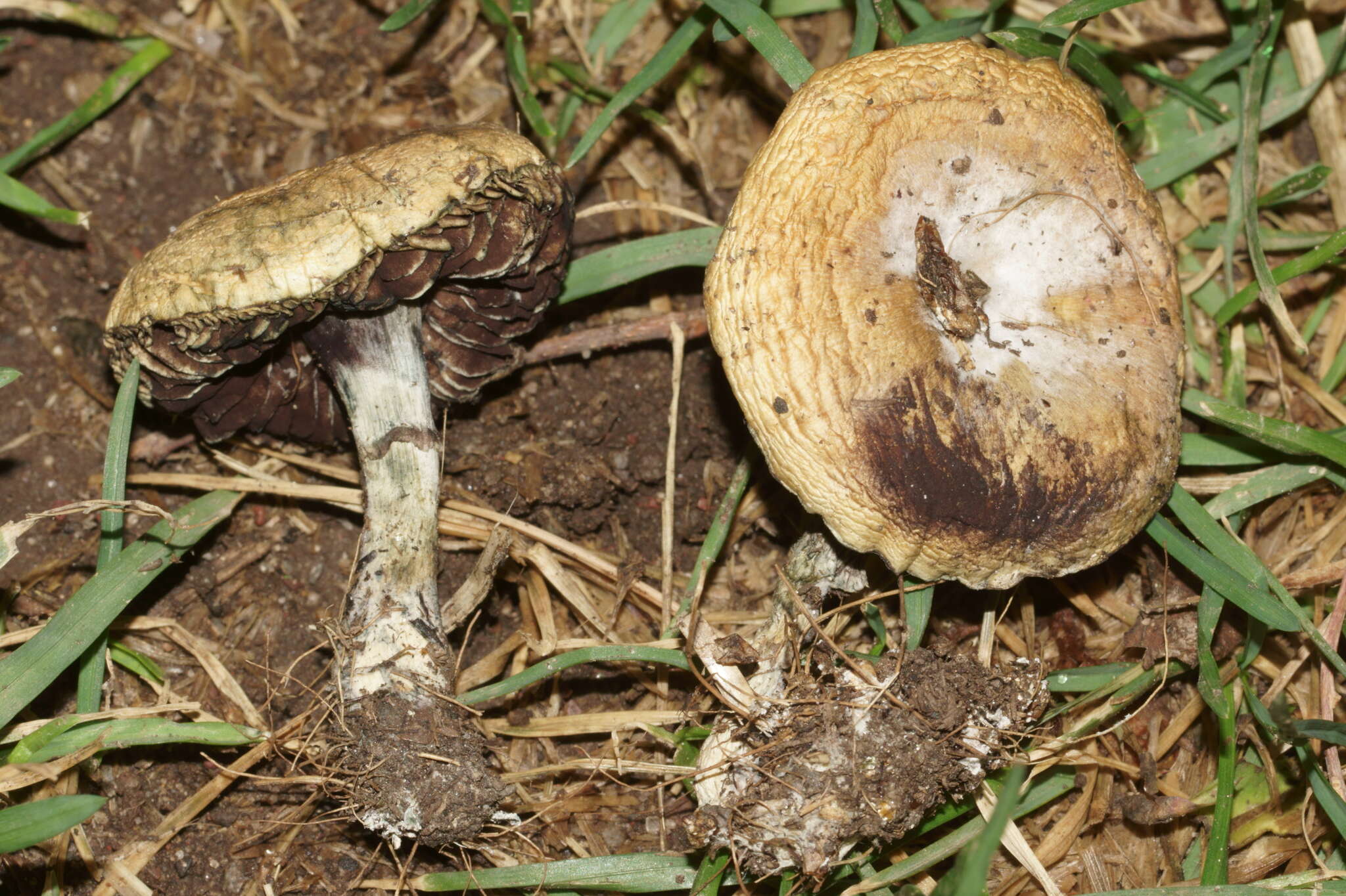 Слика од Psilocybe mescaleroensis Guzmán, Walstad, E. Gándara & Ram.-Guill. 2007