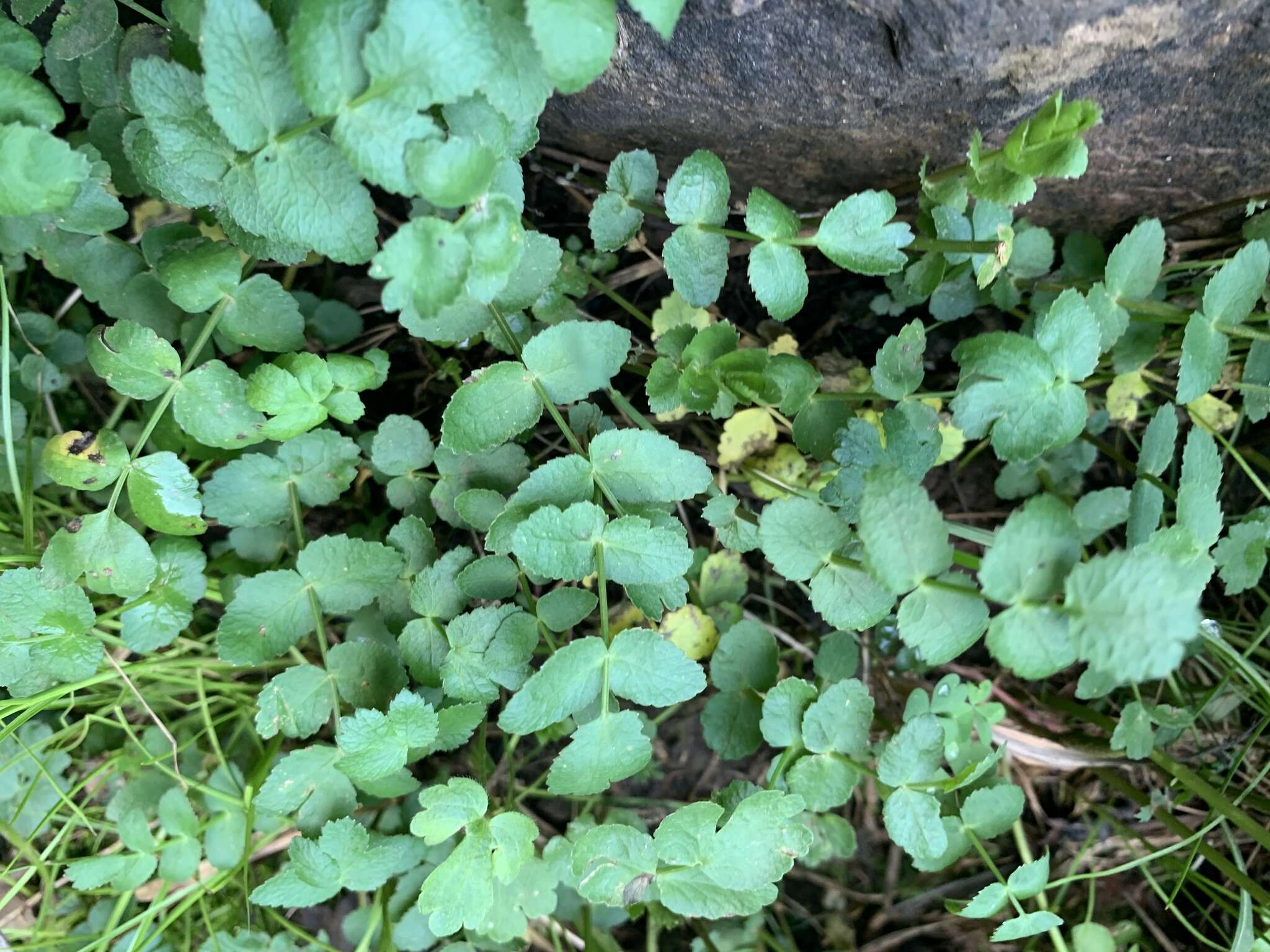 Imagem de Berula erecta subsp. thunbergii (DC.) B. L. Burtt