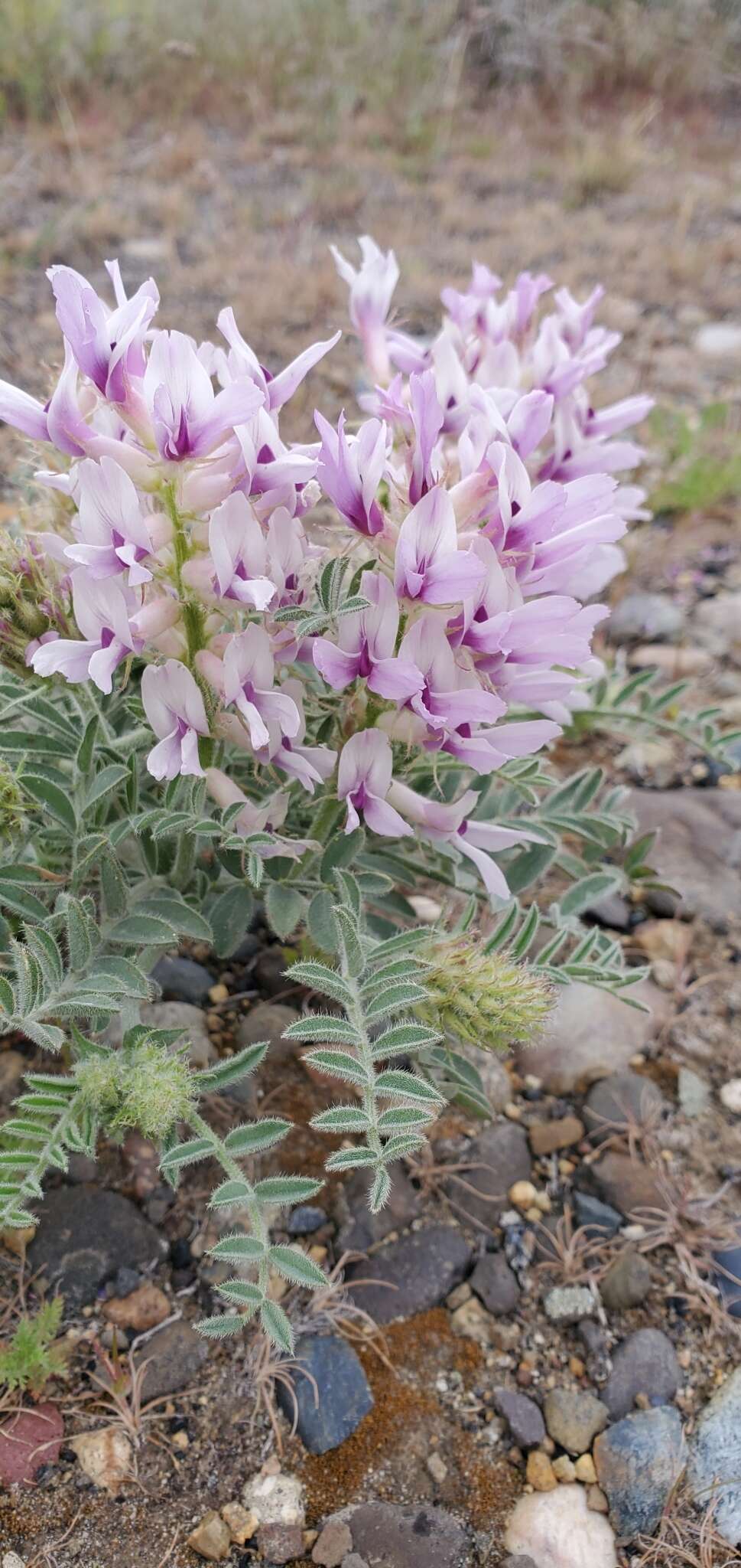 Image of Columbia milkvetch