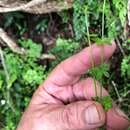 Image of Galium leptogonium I. Thomps.