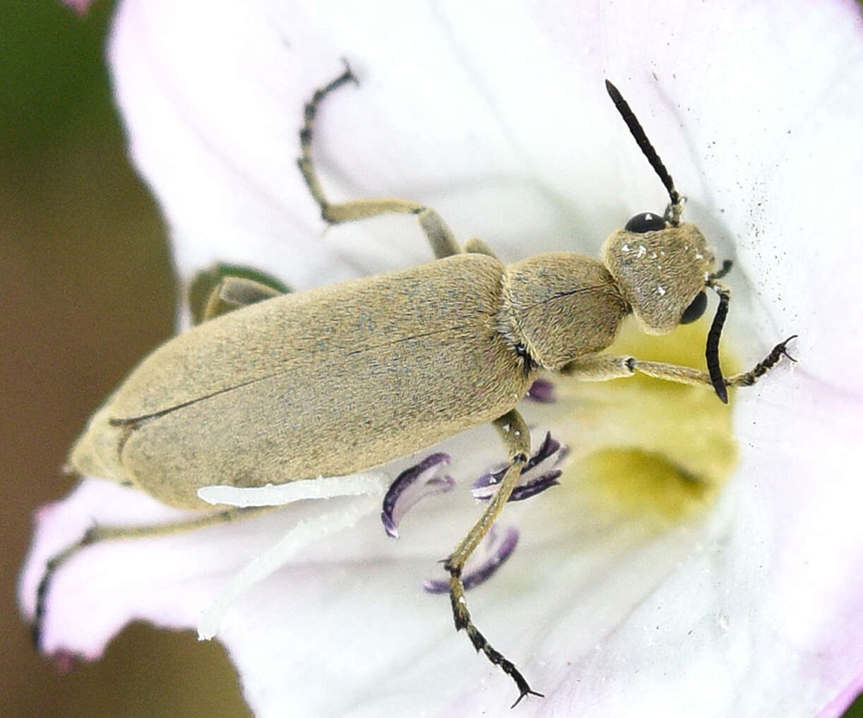 Слика од Epicauta (Epicauta) ferruginea (Say 1824)