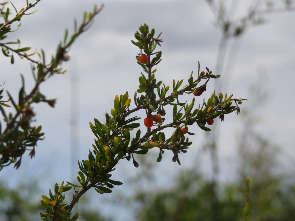 Image of Lycium chilense Bert.