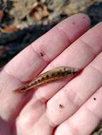 Image of Firebelly darter