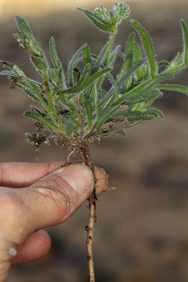 Image of Cryptantha barbigera var. barbigera