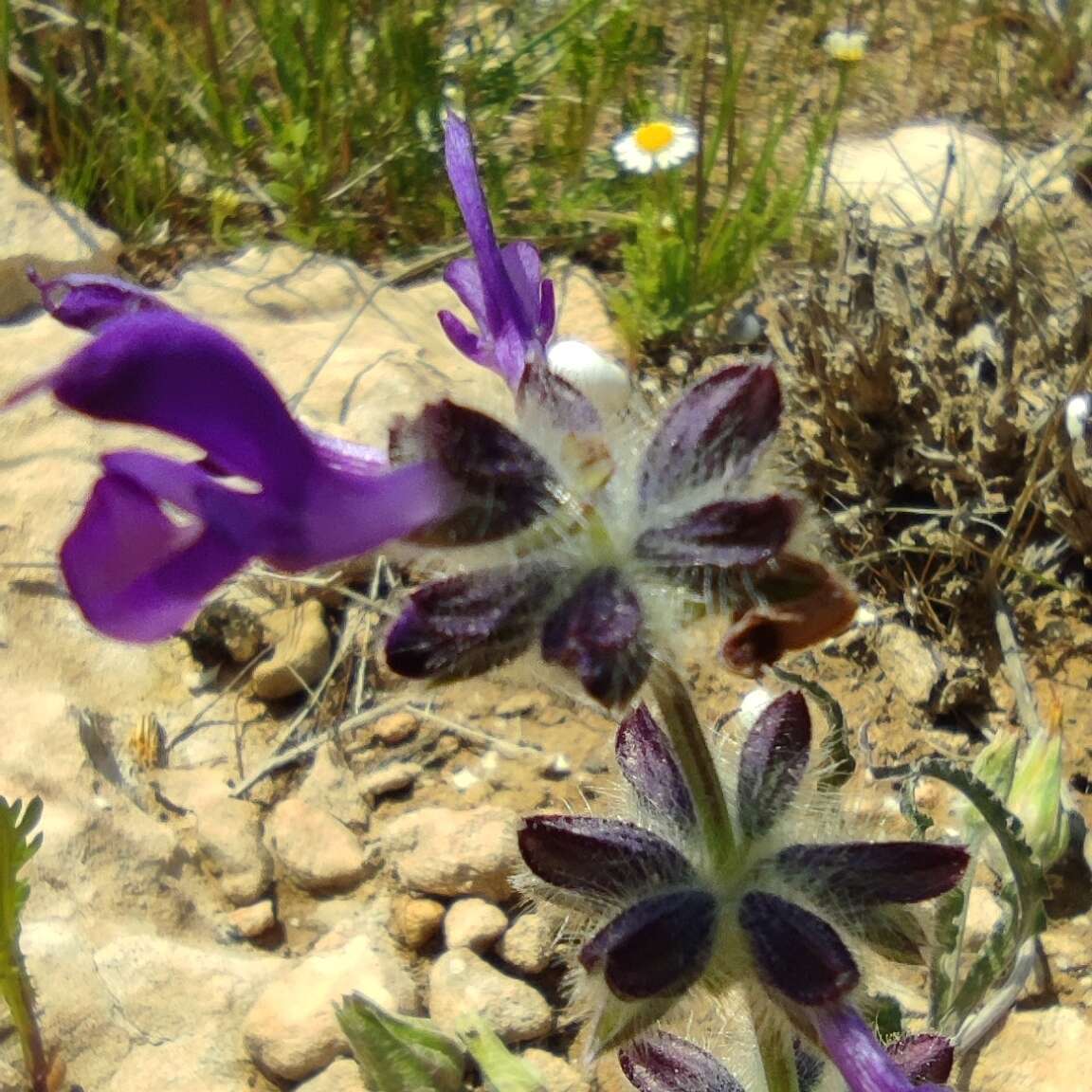 Image of Salvia lanigera Poir.