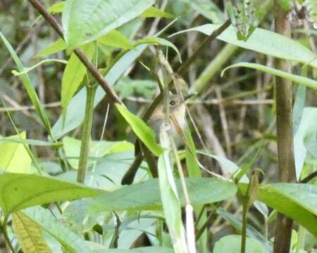 Image of Ochre-faced Tody-Flycatcher