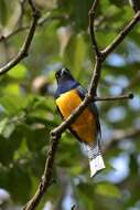 Image of Gartered Trogon