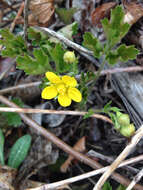 Image of Appalachian barren strawberry