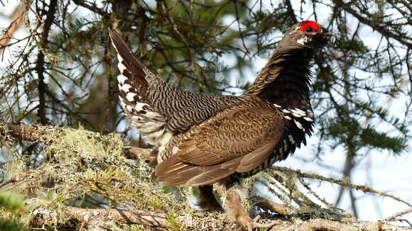 Image de Canachites canadensis (Linnaeus 1758)