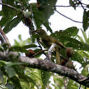 Image of Giant Honeyeater