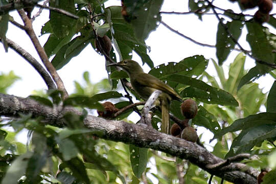 Image of Giant Honeyeater