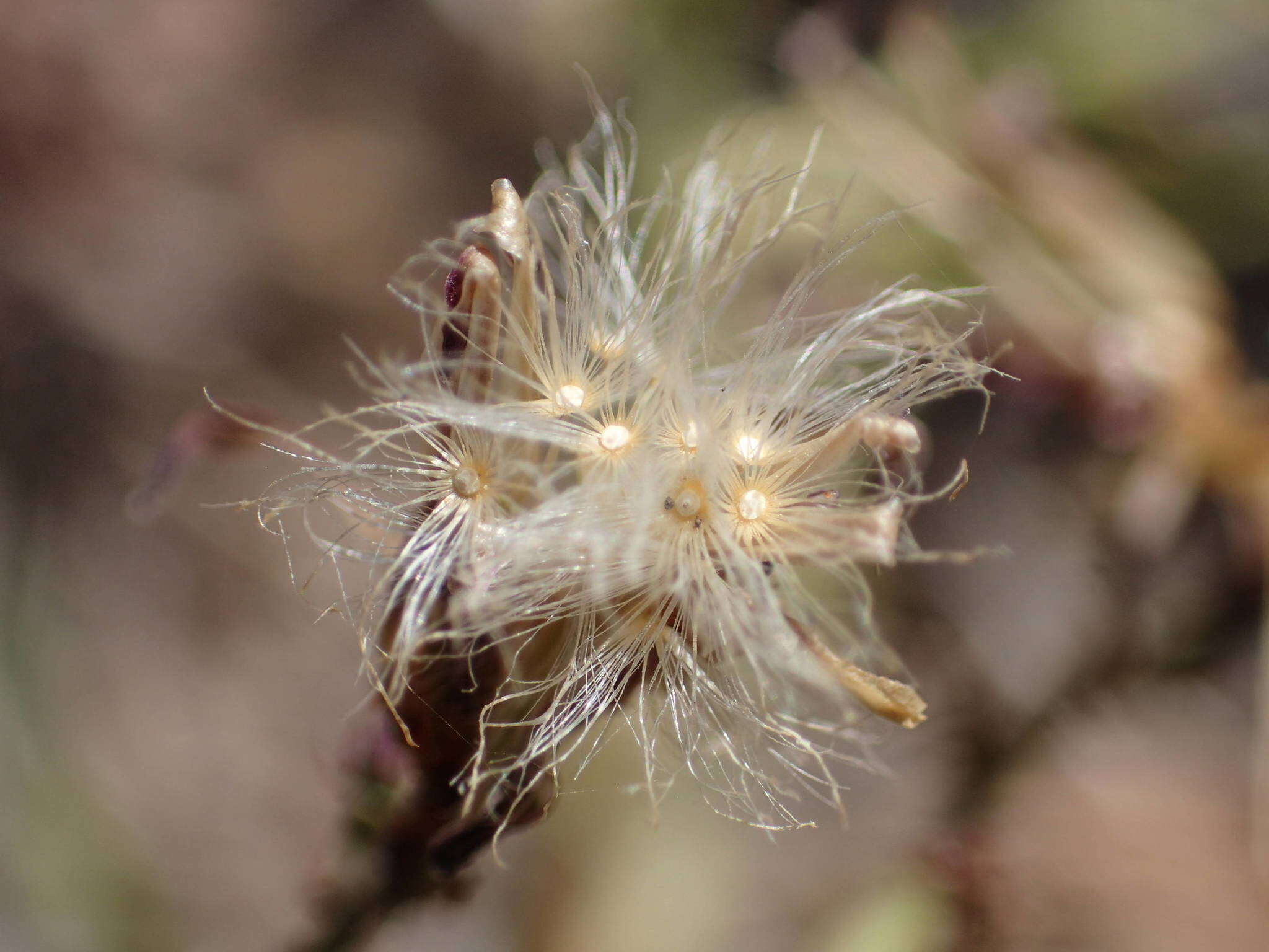 Image of Lactuca palmensis C. Bolle